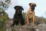 CANE CORSO 145